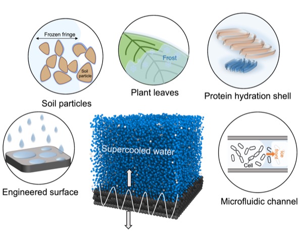 Freezing under motion: surface vibrations suppress ice nucleation in water nanofilms